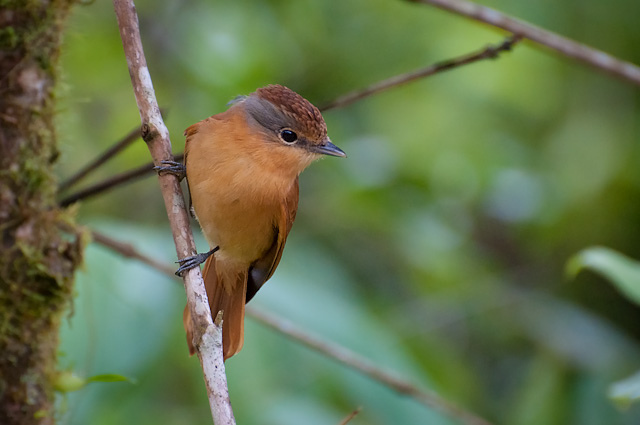 Photo (1): Chestnut-crowned Becard