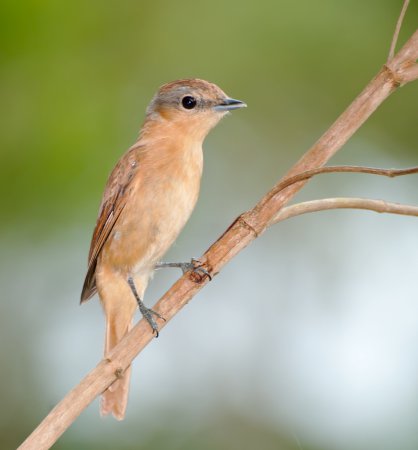 Photo (3): Chestnut-crowned Becard