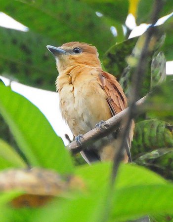 Photo (3): Cinnamon Becard