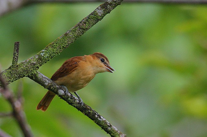 Photo (2): Cinnamon Becard