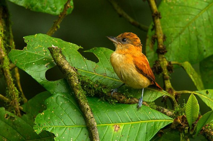 Photo (2): One-colored Becard