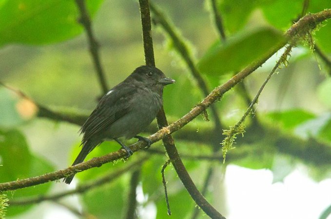 Photo (1): One-colored Becard