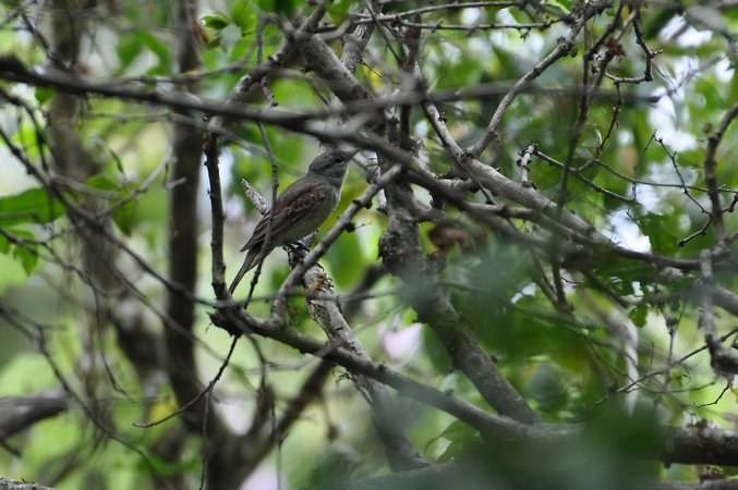 Photo (3): White-winged Becard