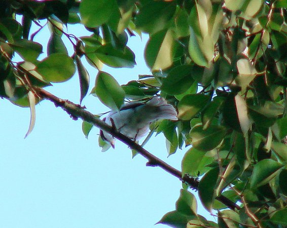 Photo (4): Cinereous Becard