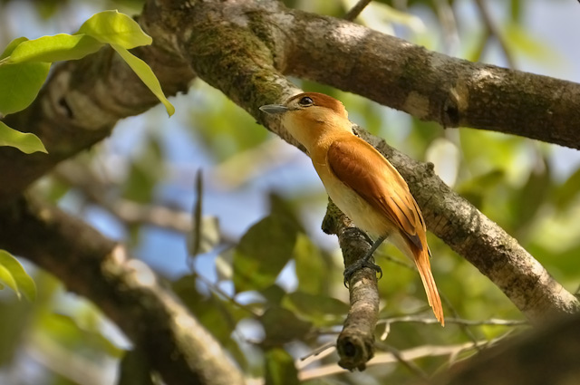 Photo (2): Cinereous Becard