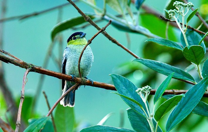 Photo (2): Barred Becard