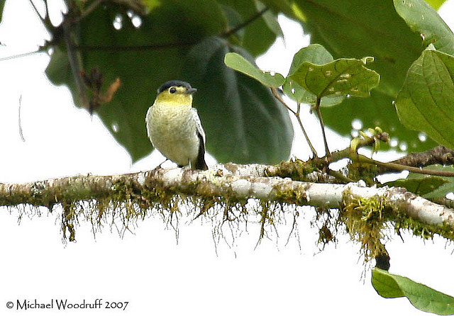 Photo (1): Barred Becard