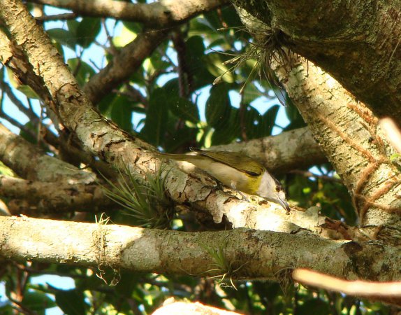 Photo (3): Green-backed Becard