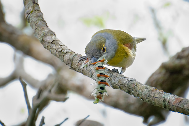 Photo (4): Green-backed Becard