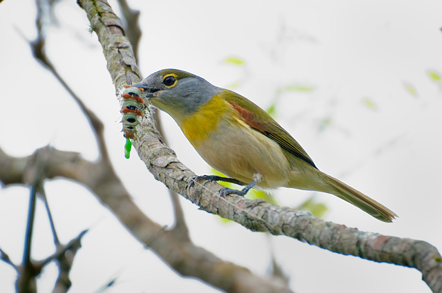 Photo (2): Green-backed Becard