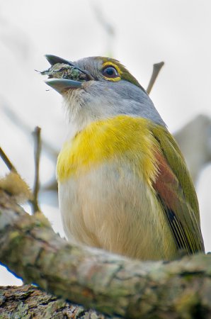 Photo (5): Green-backed Becard