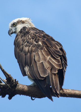 Photo (12): Osprey