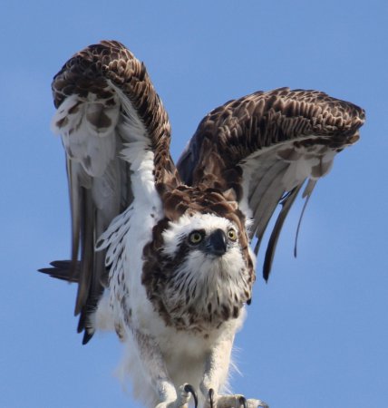 Photo (14): Osprey
