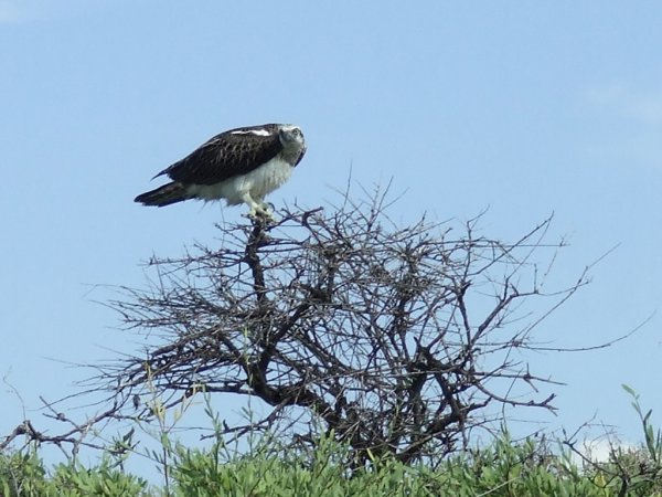 Photo (15): Osprey