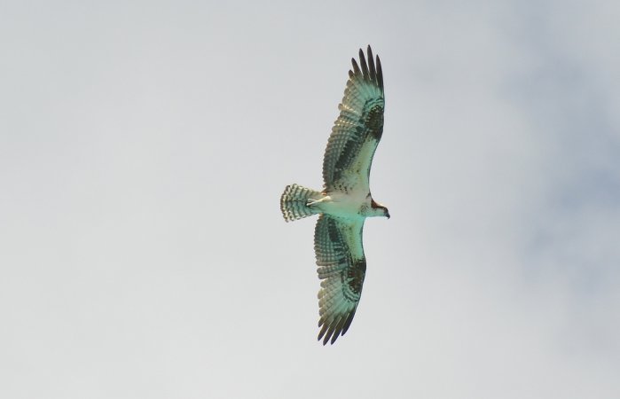 Photo (11): Osprey