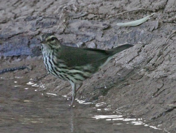 Photo (16): Northern Waterthrush
