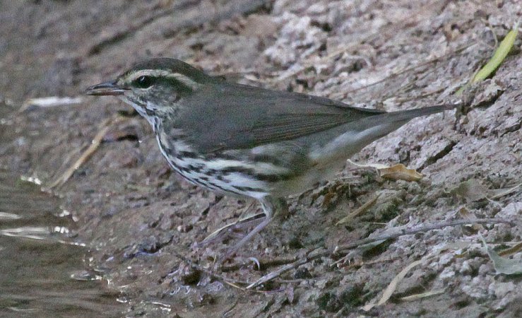 Photo (5): Northern Waterthrush