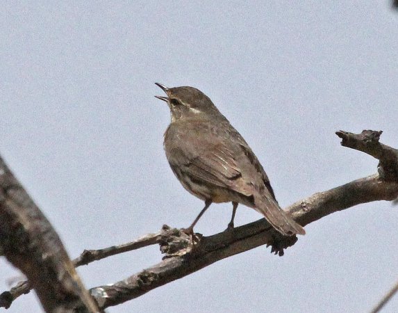 Photo (18): Northern Waterthrush