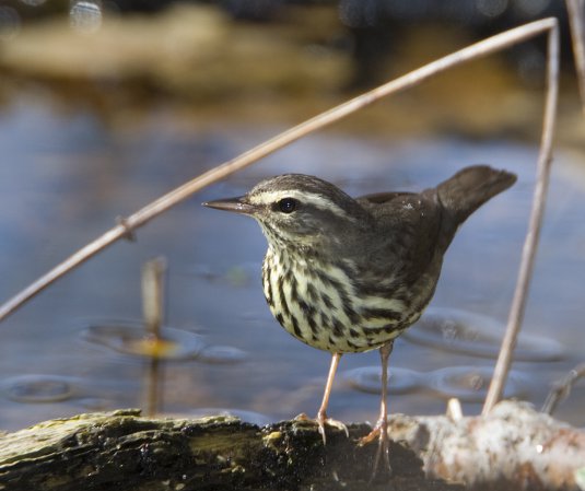 Photo (3): Northern Waterthrush