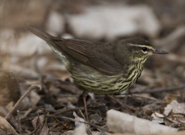 Photo (2): Northern Waterthrush