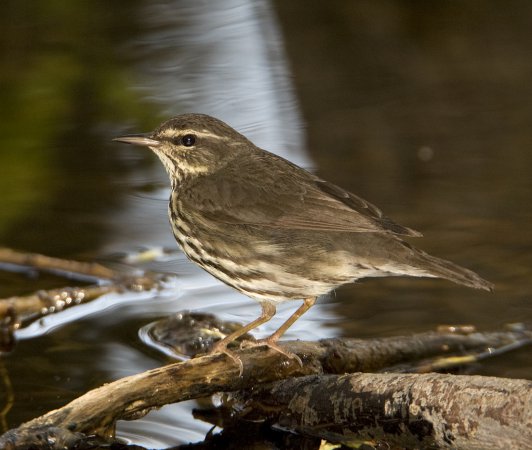 Photo (1): Northern Waterthrush