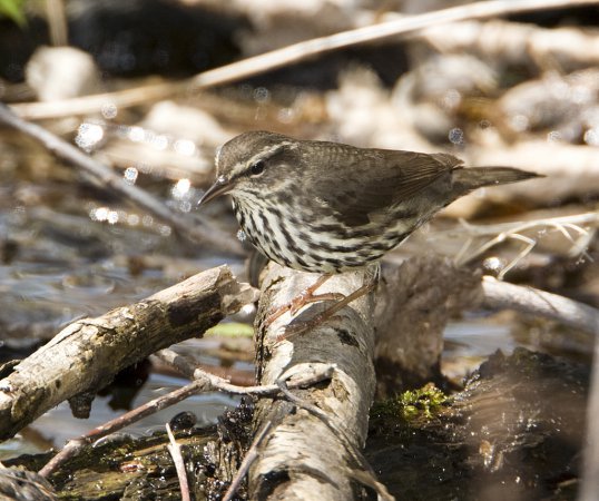 Photo (4): Northern Waterthrush