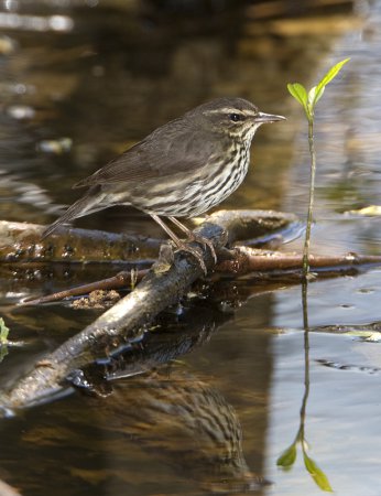Photo (13): Northern Waterthrush