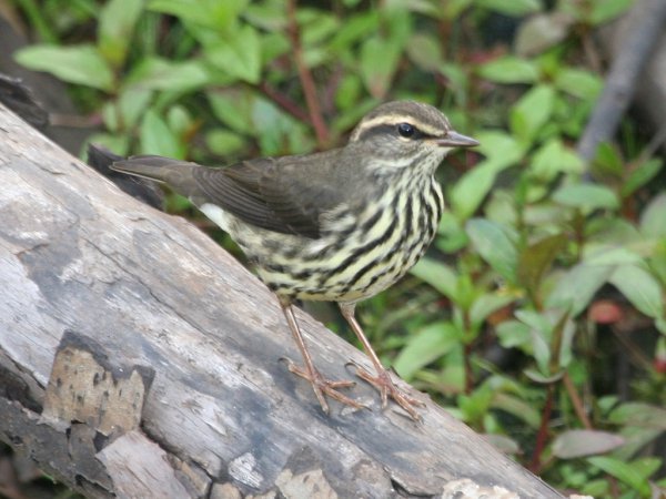 Photo (20): Northern Waterthrush