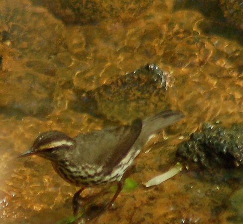 Photo (21): Northern Waterthrush