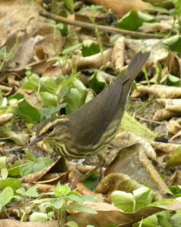 Photo (19): Northern Waterthrush