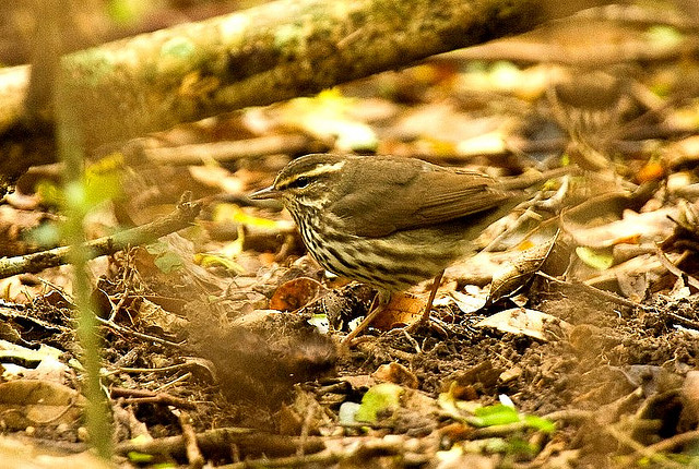 Photo (12): Northern Waterthrush
