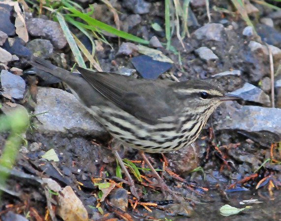 Photo (17): Northern Waterthrush