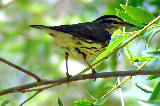 Photo (22): Northern Waterthrush