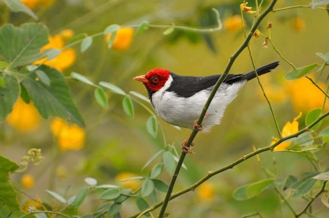 Photo (10): Yellow-billed Cardinal