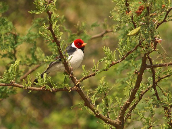Photo (7): Yellow-billed Cardinal