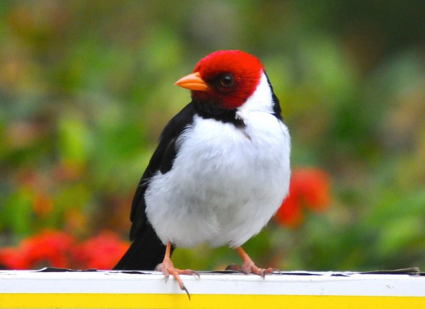 Photo (2): Yellow-billed Cardinal