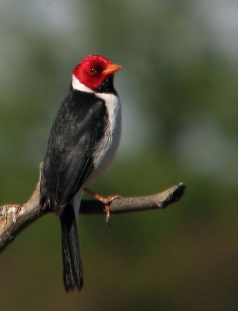 Photo (16): Yellow-billed Cardinal