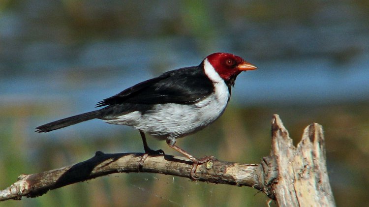 Photo (11): Yellow-billed Cardinal