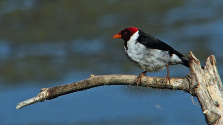 Photo (3): Yellow-billed Cardinal