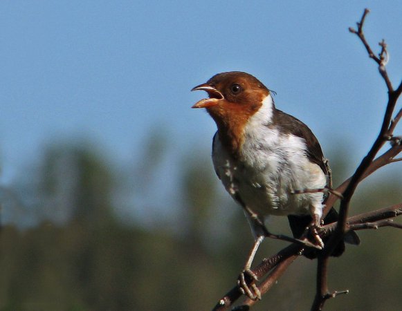 Photo (13): Yellow-billed Cardinal