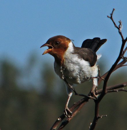 Photo (4): Yellow-billed Cardinal