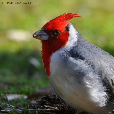 Photo (1): Red-crested Cardinal