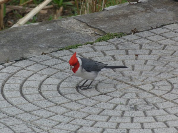 Photo (14): Red-crested Cardinal