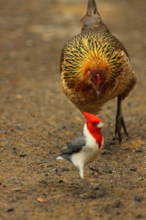 Photo (11): Red-crested Cardinal