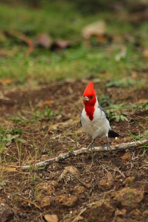 Photo (12): Red-crested Cardinal