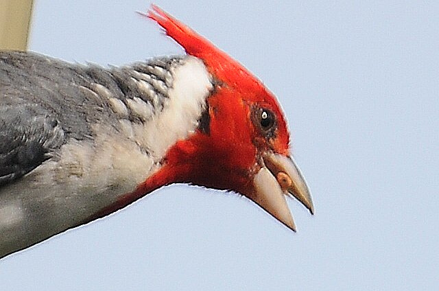Photo (17): Red-crested Cardinal