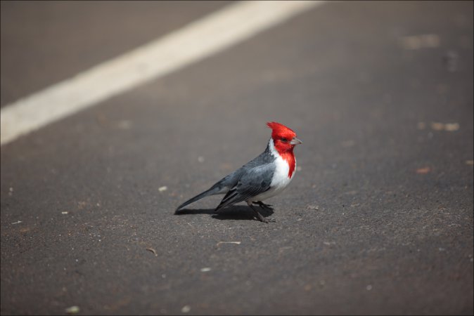 Photo (5): Red-crested Cardinal