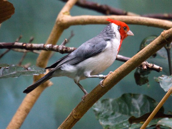Photo (7): Red-crested Cardinal