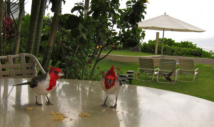 Photo (3): Red-crested Cardinal