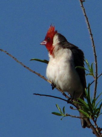 Photo (13): Red-crested Cardinal